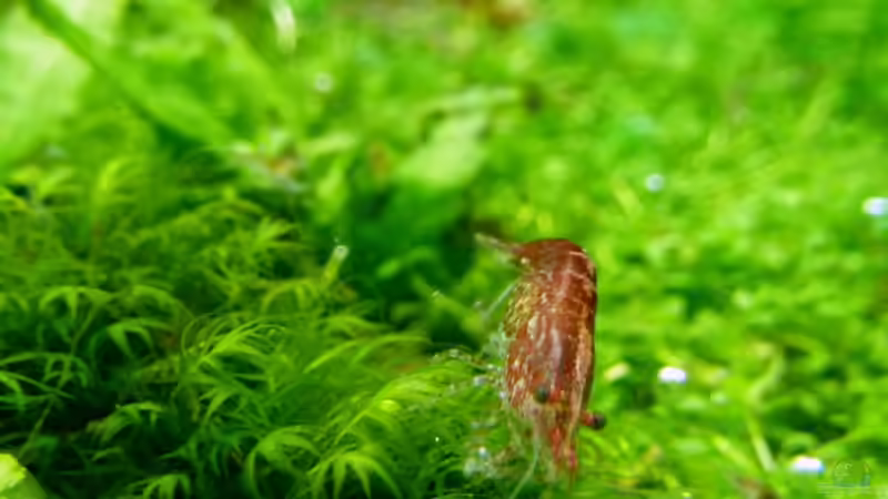 Besatz im Aquarium Draussen am Kliff von -serok- (7)