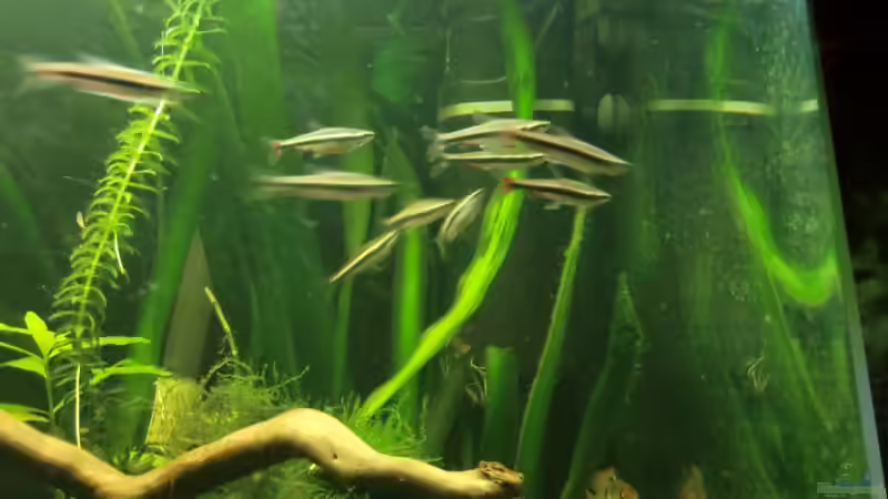 Besatz im Aquarium Dream of Amerika von kili (10)