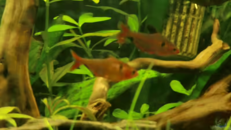 Besatz im Aquarium Dream of Amerika von kili (11)