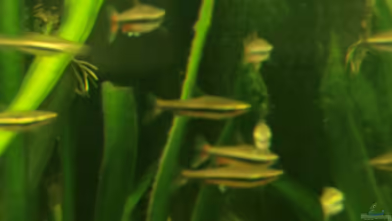 Besatz im Aquarium Dream of Amerika von kili (12)