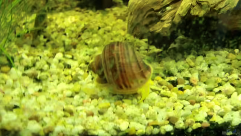 Besatz im Aquarium Dream of Amerika von kili (13)