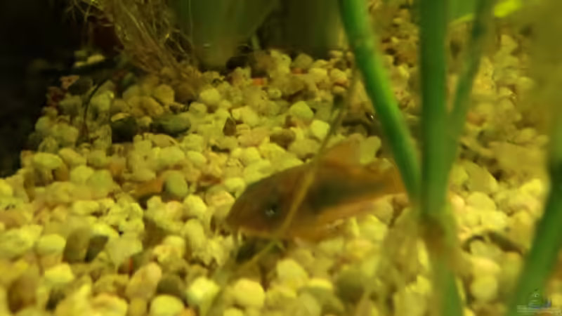 Besatz im Aquarium Dream of Amerika von kili (15)