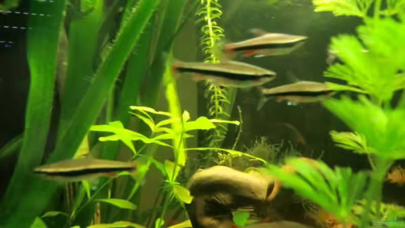 Besatz im Aquarium Dream of Amerika von kili (16)