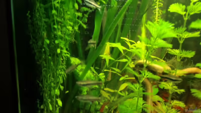 Besatz im Aquarium Dream of Amerika von kili (17)