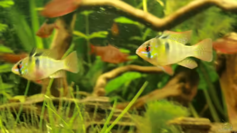 Besatz im Aquarium Dream of Amerika von kili (18)