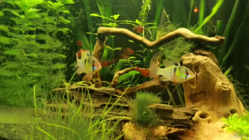 Besatz im Aquarium Dream of Amerika von kili (20)