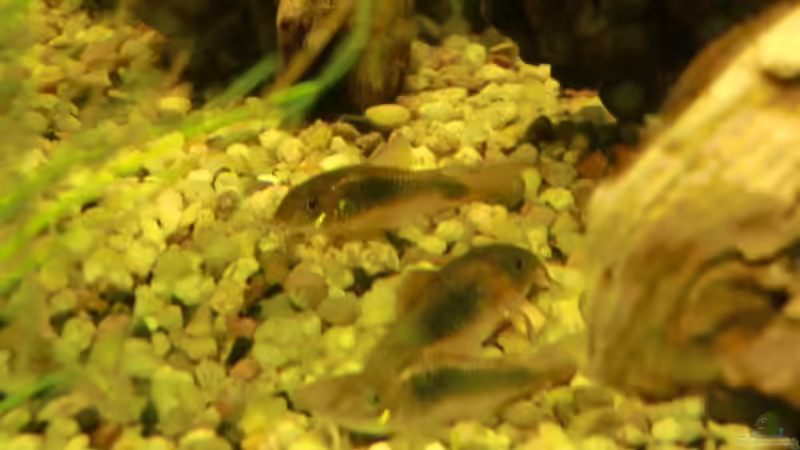 Besatz im Aquarium Dream of Amerika von kili (21)