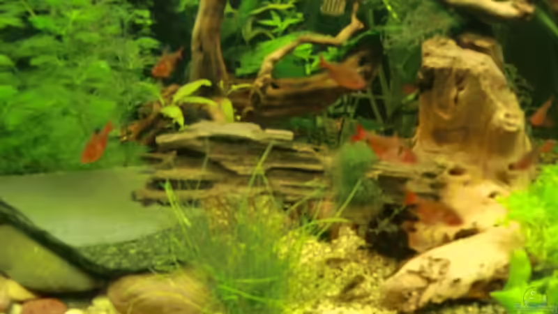 Besatz im Aquarium Dream of Amerika von kili (22)