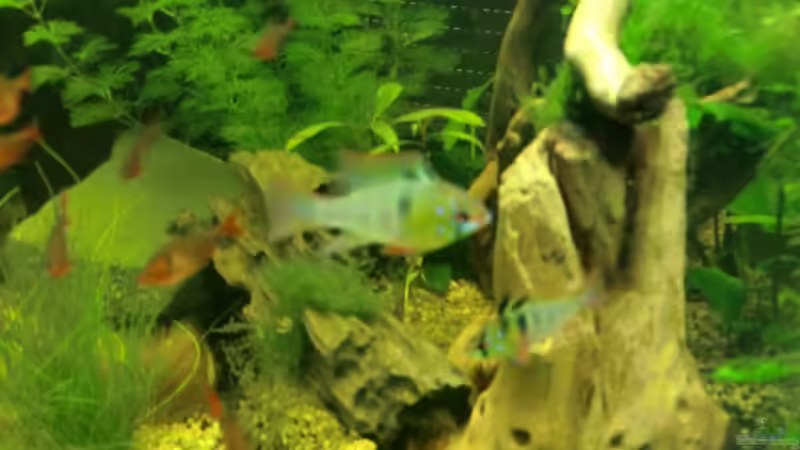 Besatz im Aquarium Dream of Amerika von kili (24)