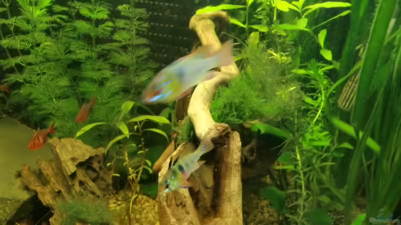 Besatz im Aquarium Dream of Amerika von kili (25)