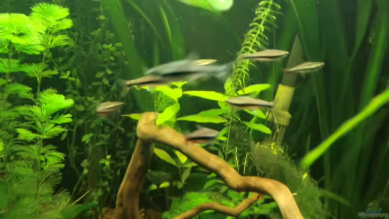 Besatz im Aquarium Dream of Amerika von kili (26)