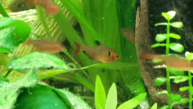 Besatz im Aquarium Dream of Amerika von kili (8)