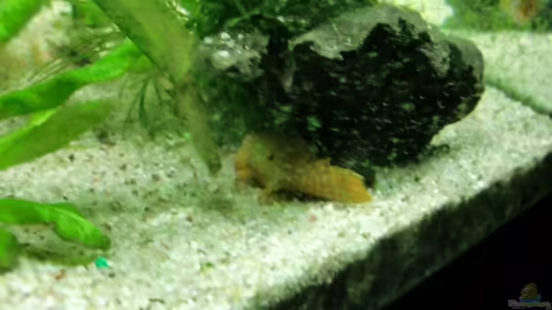 Besatz im Aquarium Dream of Amerika von kili (9)