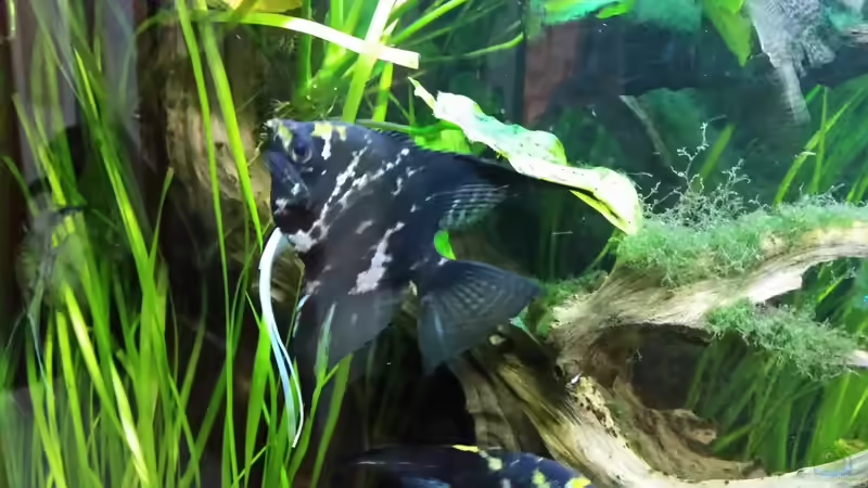 Besatz im Aquarium Dream von Krüml (22)