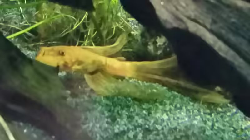 Besatz im Aquarium Dream von Krüml (23)