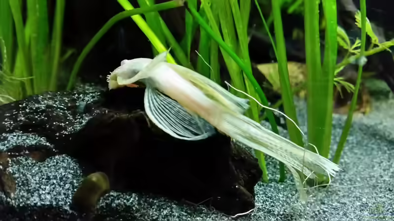 Besatz im Aquarium Dream von Krüml (24)