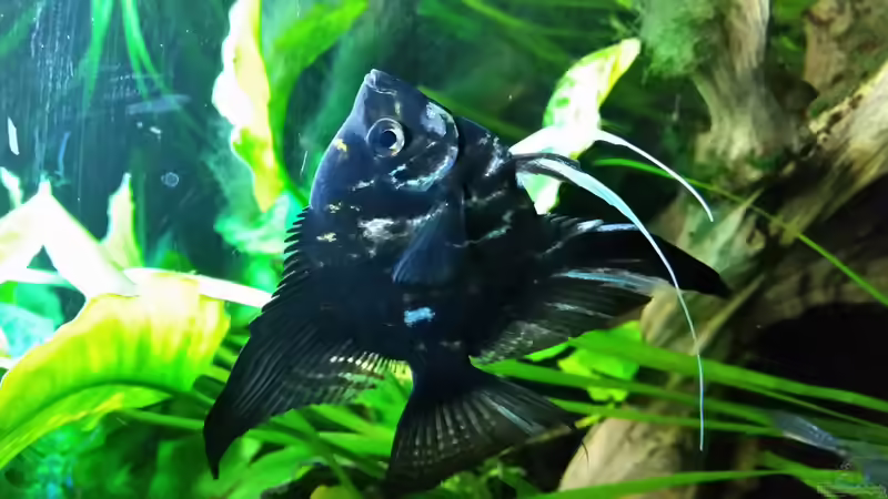 Besatz im Aquarium Dream von Krüml (26)