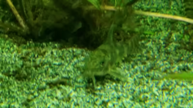 Besatz im Aquarium Dream von Krüml (28)