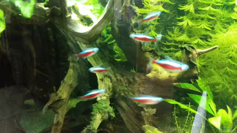 Besatz im Aquarium Dream von Krüml (30)