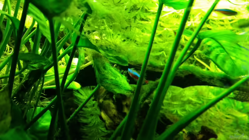 Besatz im Aquarium Dream von Krüml (32)