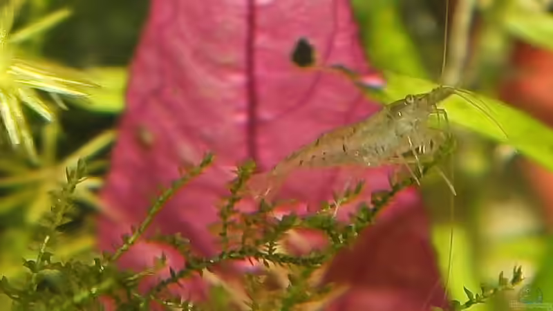 Besatz im Aquarium Dreamworld NT von Ralf64 (45)