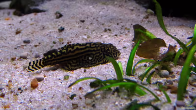 Besatz im Aquarium Driftwood von wsc (11)