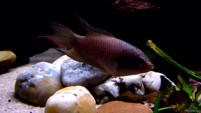 Besatz im Aquarium Driftwood von wsc (9)