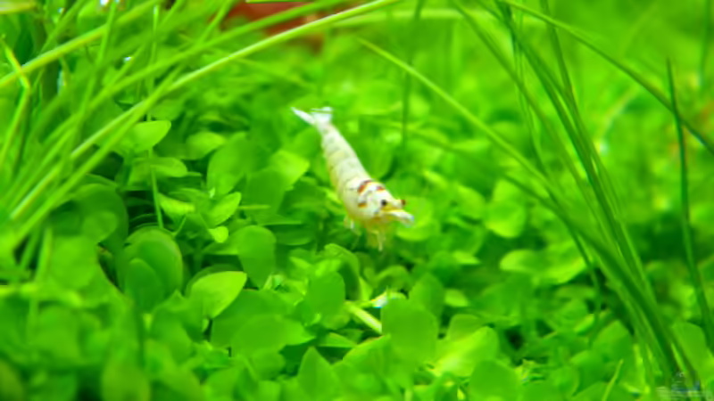 Besatz im Aquarium Dry Start Scape Mein Nanoprojekt von Alfur (15)