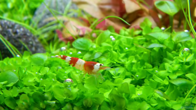 Besatz im Aquarium Dry Start Scape Mein Nanoprojekt von Alfur (16)