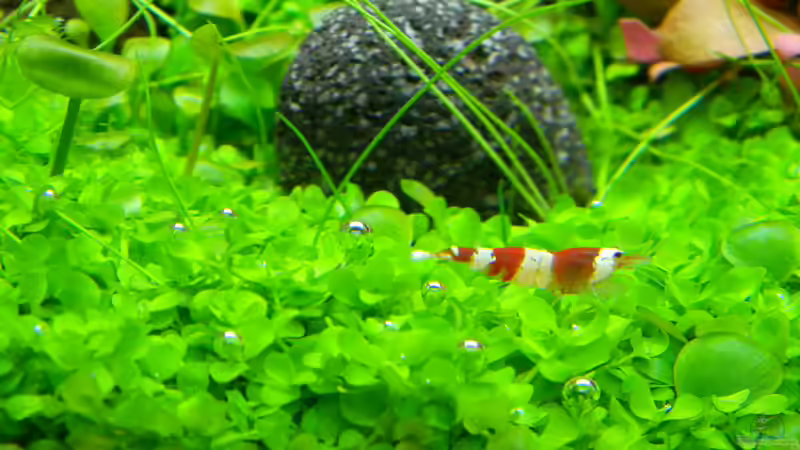 Besatz im Aquarium Dry Start Scape Mein Nanoprojekt von Alfur (17)