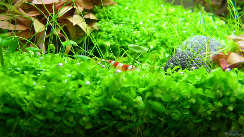 Besatz im Aquarium Dry Start Scape Mein Nanoprojekt von Alfur (18)