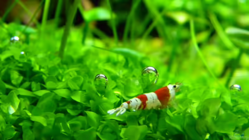 Besatz im Aquarium Dry Start Scape Mein Nanoprojekt von Alfur (21)