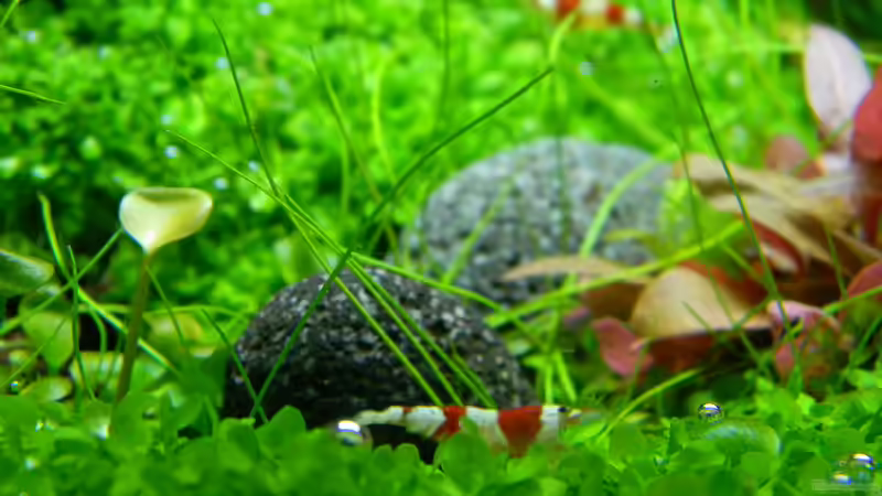 Besatz im Aquarium Dry Start Scape Mein Nanoprojekt von Alfur (23)