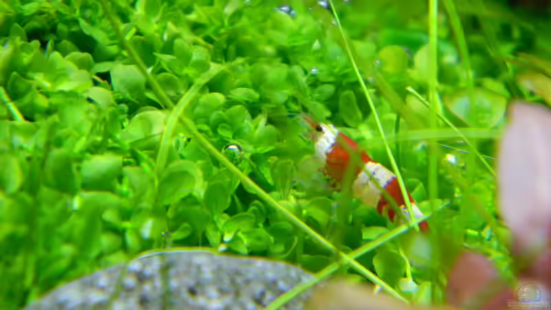 Besatz im Aquarium Dry Start Scape Mein Nanoprojekt von Alfur (24)