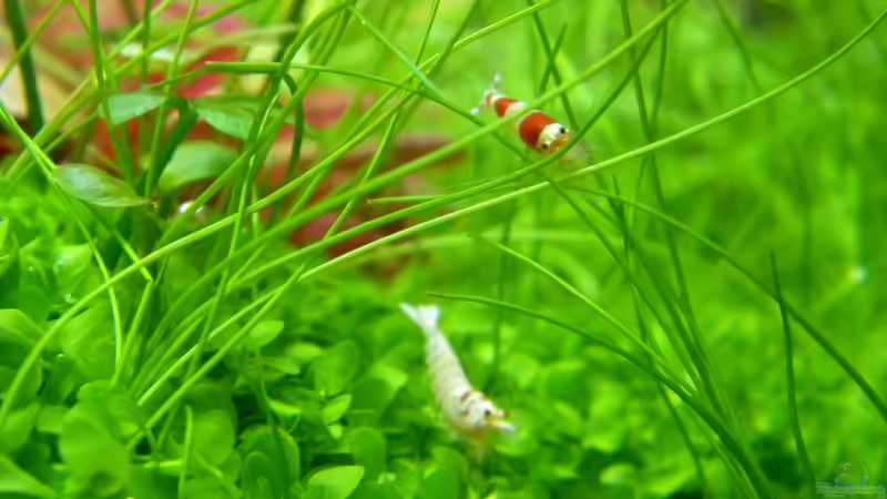 Besatz im Aquarium Dry Start Scape Mein Nanoprojekt von Alfur (25)