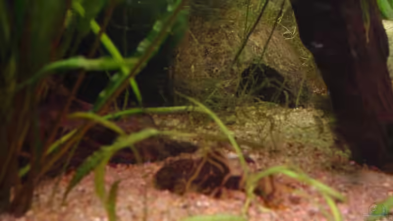 Besatz im Aquarium Dschungel von Die Juli (38)