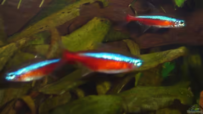 Besatz im Aquarium Dschungel von Die Juli (39)