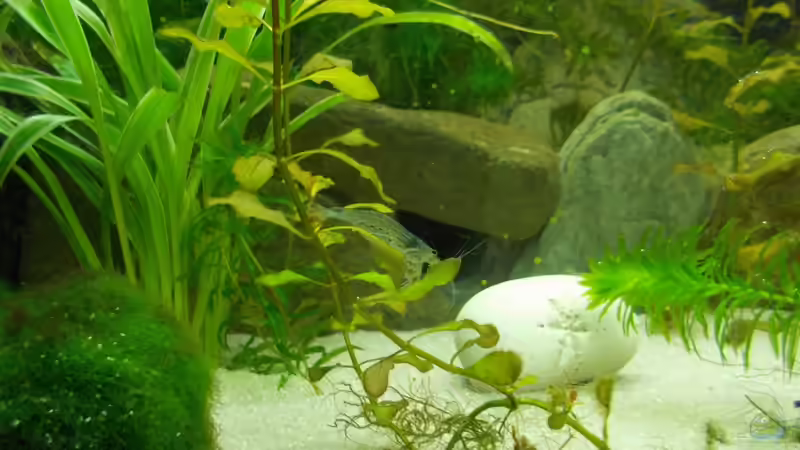 Besatz im Aquarium Dschungel von Thomas Huber (15)