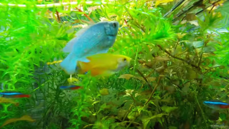 Besatz im Aquarium Dschungel von Thomas Huber (22)