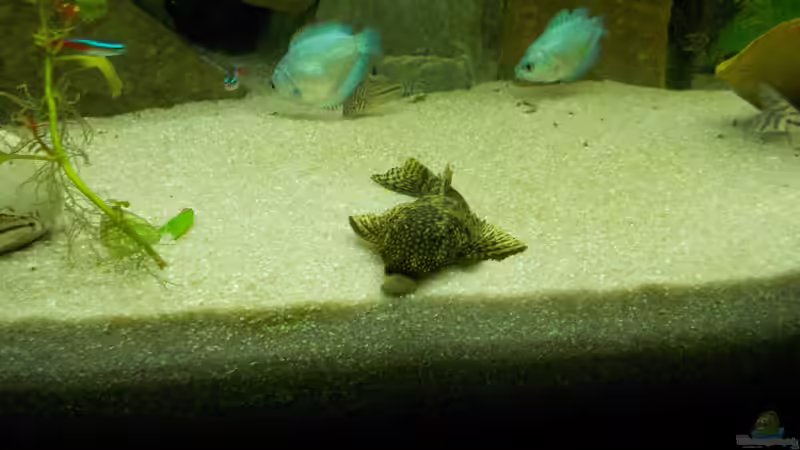 Besatz im Aquarium Dschungel von Thomas Huber (23)