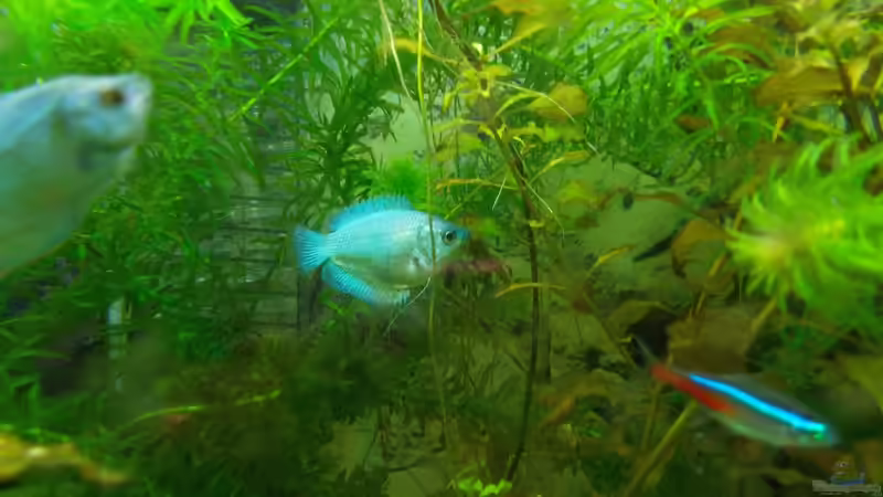 Besatz im Aquarium Dschungel von Thomas Huber (25)