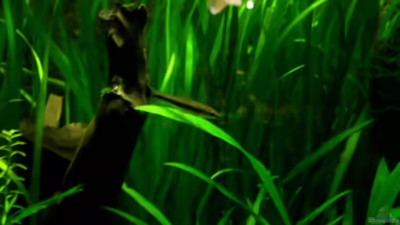 Besatz im Aquarium Dschungelcamp - Nur noch als Beispiel von Julien Preuß (10)