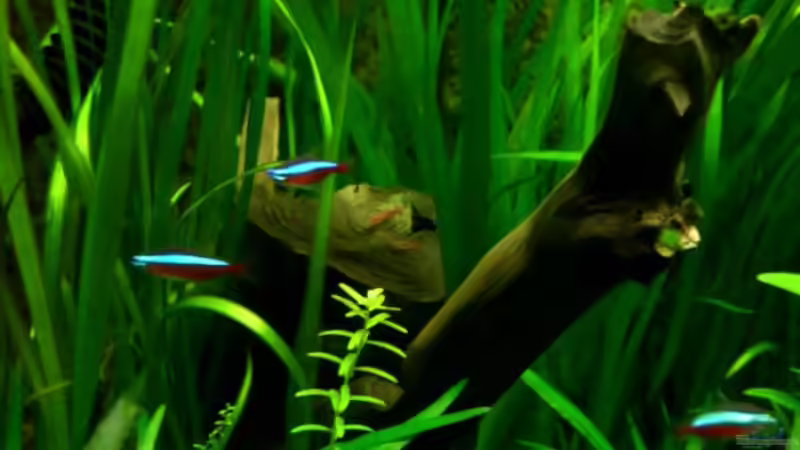 Besatz im Aquarium Dschungelcamp - Nur noch als Beispiel von Julien Preuß (11)