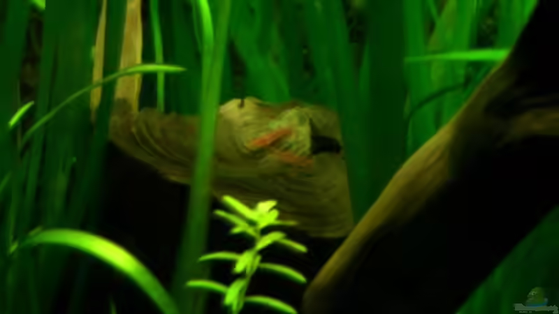 Besatz im Aquarium Dschungelcamp - Nur noch als Beispiel von Julien Preuß (12)