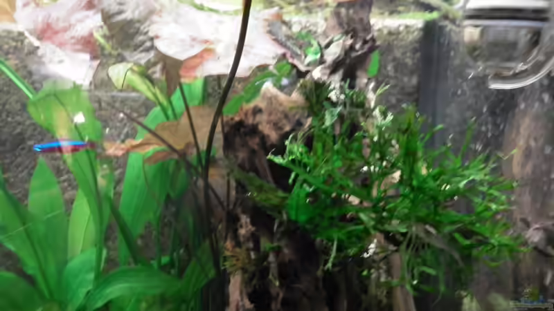 Besatz im Aquarium Dschungelcamp - Nur noch als Beispiel von Julien Preuß (15)