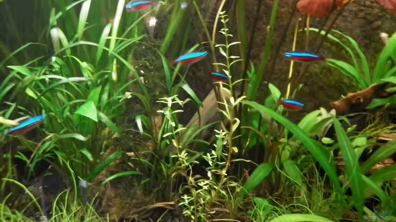 Besatz im Aquarium Dschungelcamp - Nur noch als Beispiel von Julien Preuß (17)