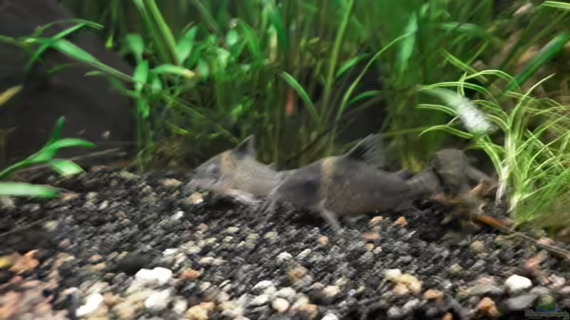 Besatz im Aquarium Dschungelcamp - Nur noch als Beispiel von Julien Preuß (18)