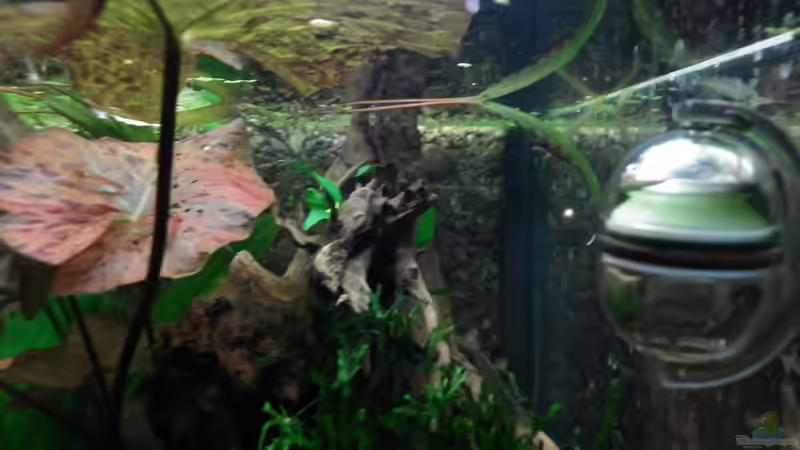 Besatz im Aquarium Dschungelcamp - Nur noch als Beispiel von Julien Preuß (20)