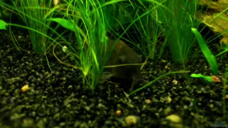 Besatz im Aquarium Dschungelcamp - Nur noch als Beispiel von Julien Preuß (5)