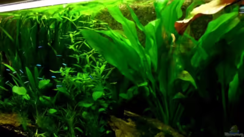 Besatz im Aquarium Dschungelcamp - Nur noch als Beispiel von Julien Preuß (7)